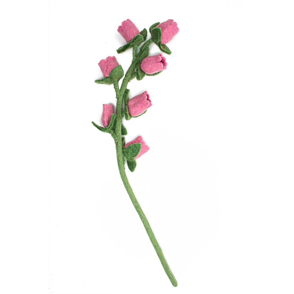 Pink felt Bellflower with small flowers going up stem.