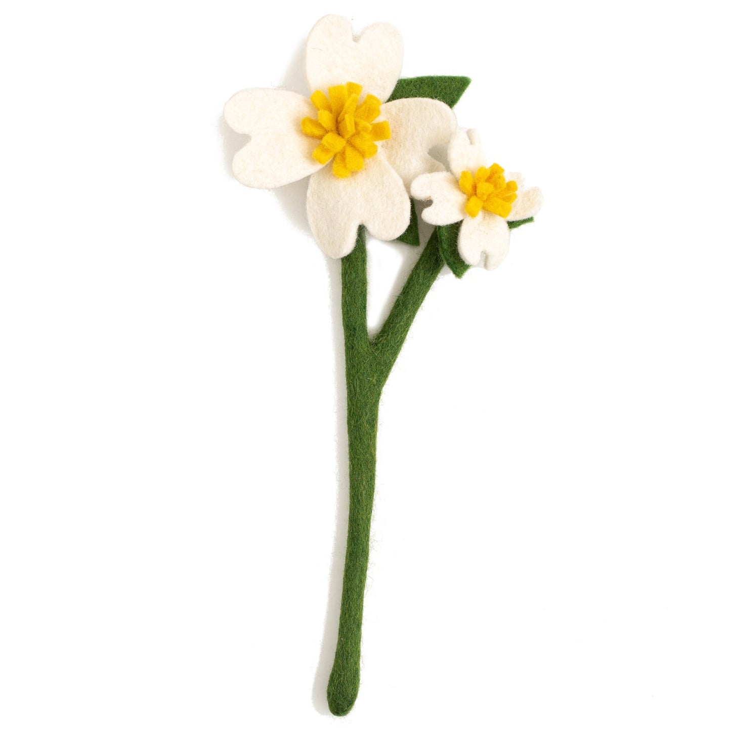 White Dogwood flower with one big flower and one smaller flower on stem.