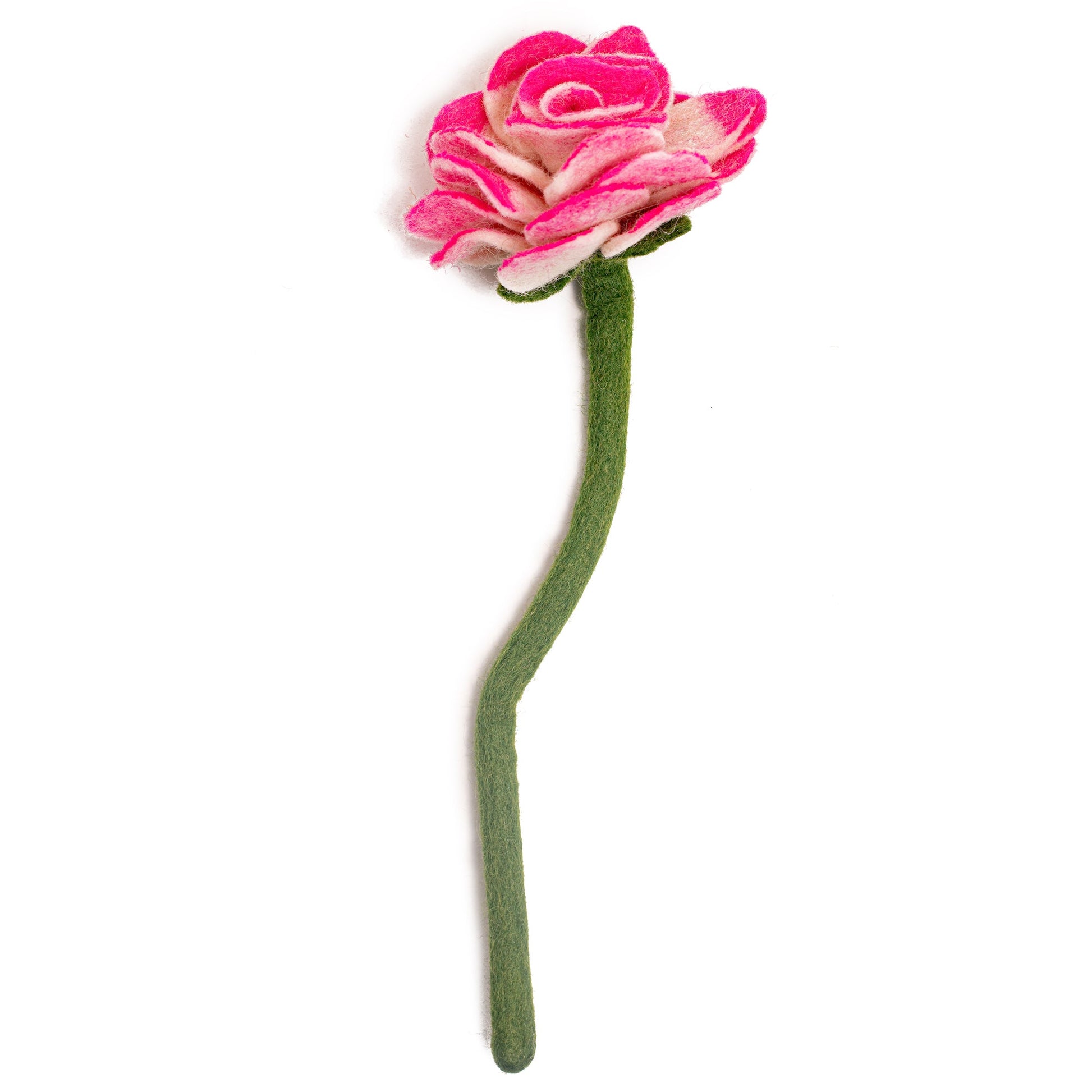 Pink felt Ranunculus flower.