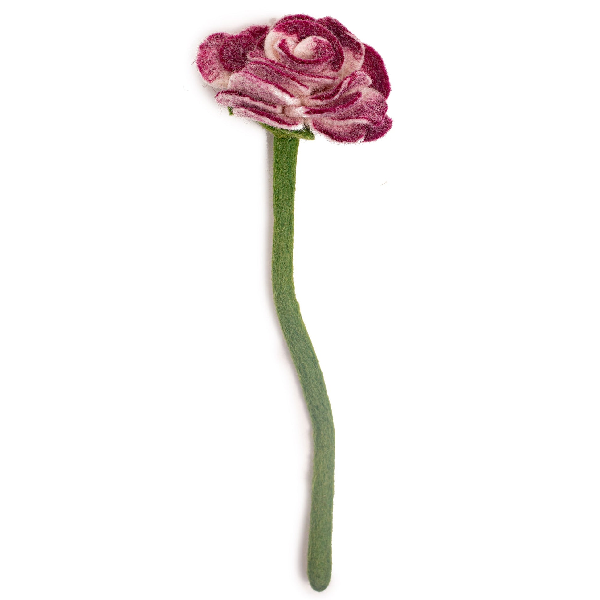 Side view of purple felt Ranunculus flower.