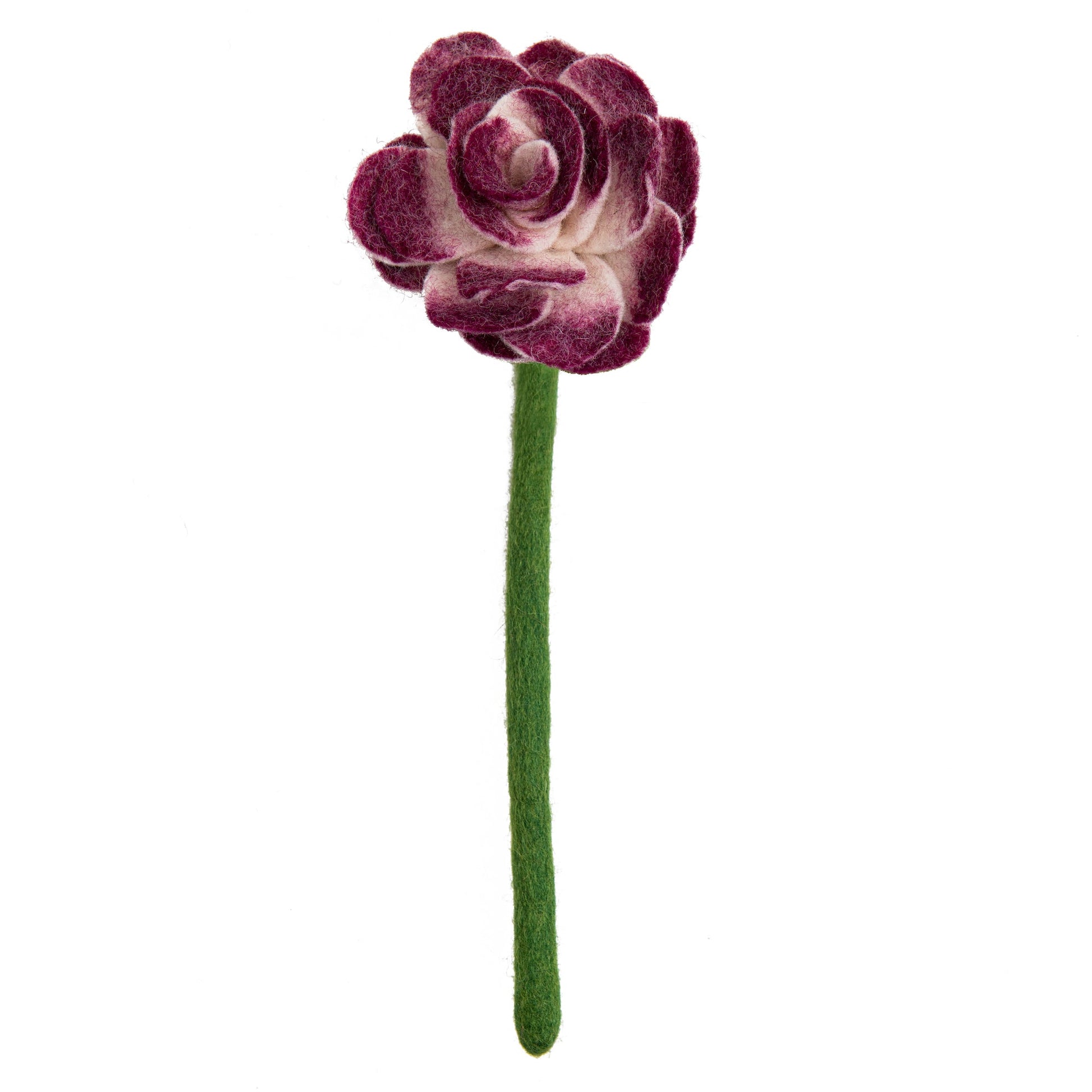 Top view of purple felt Ranunculus flower.