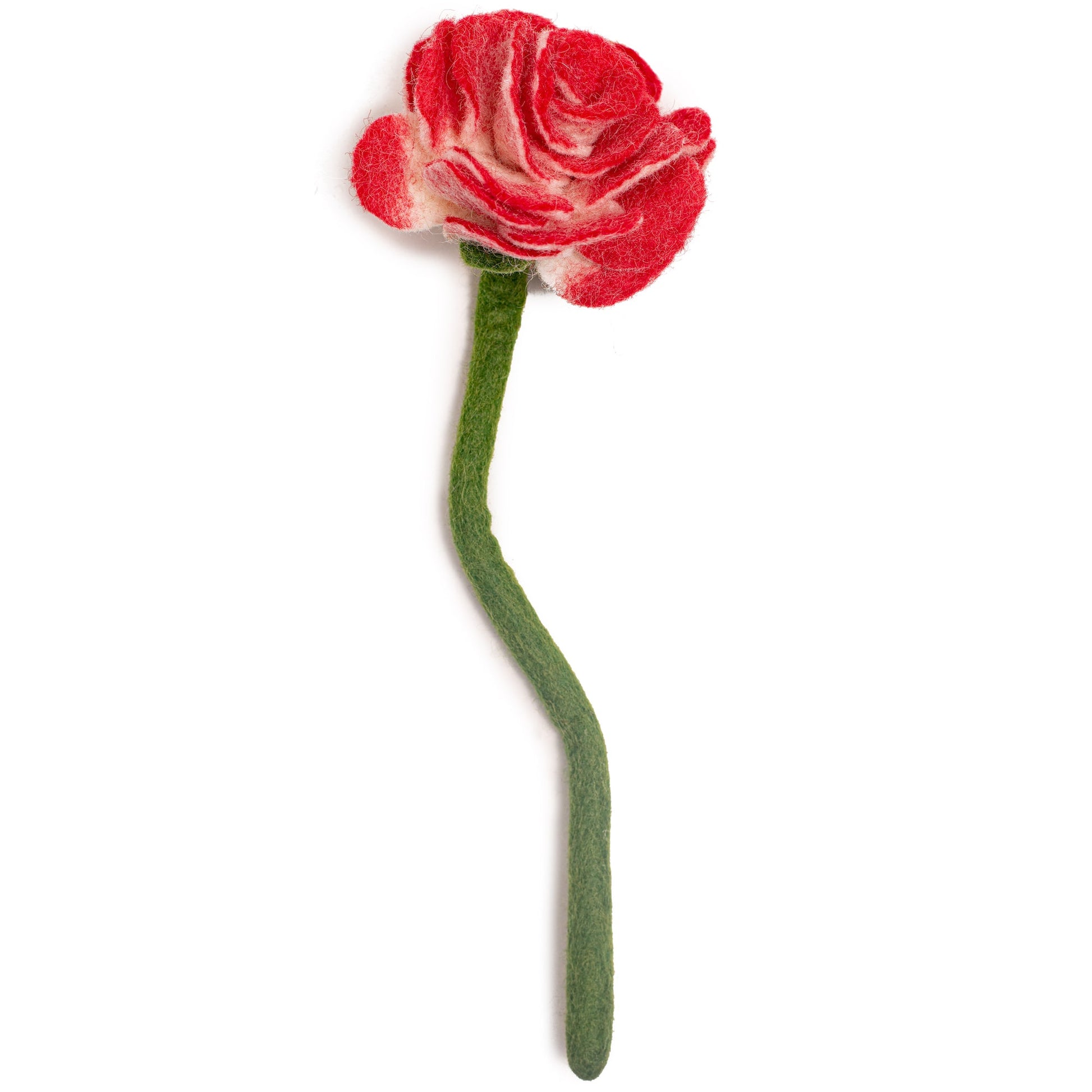 Side view of red felt Ranunculus flower.