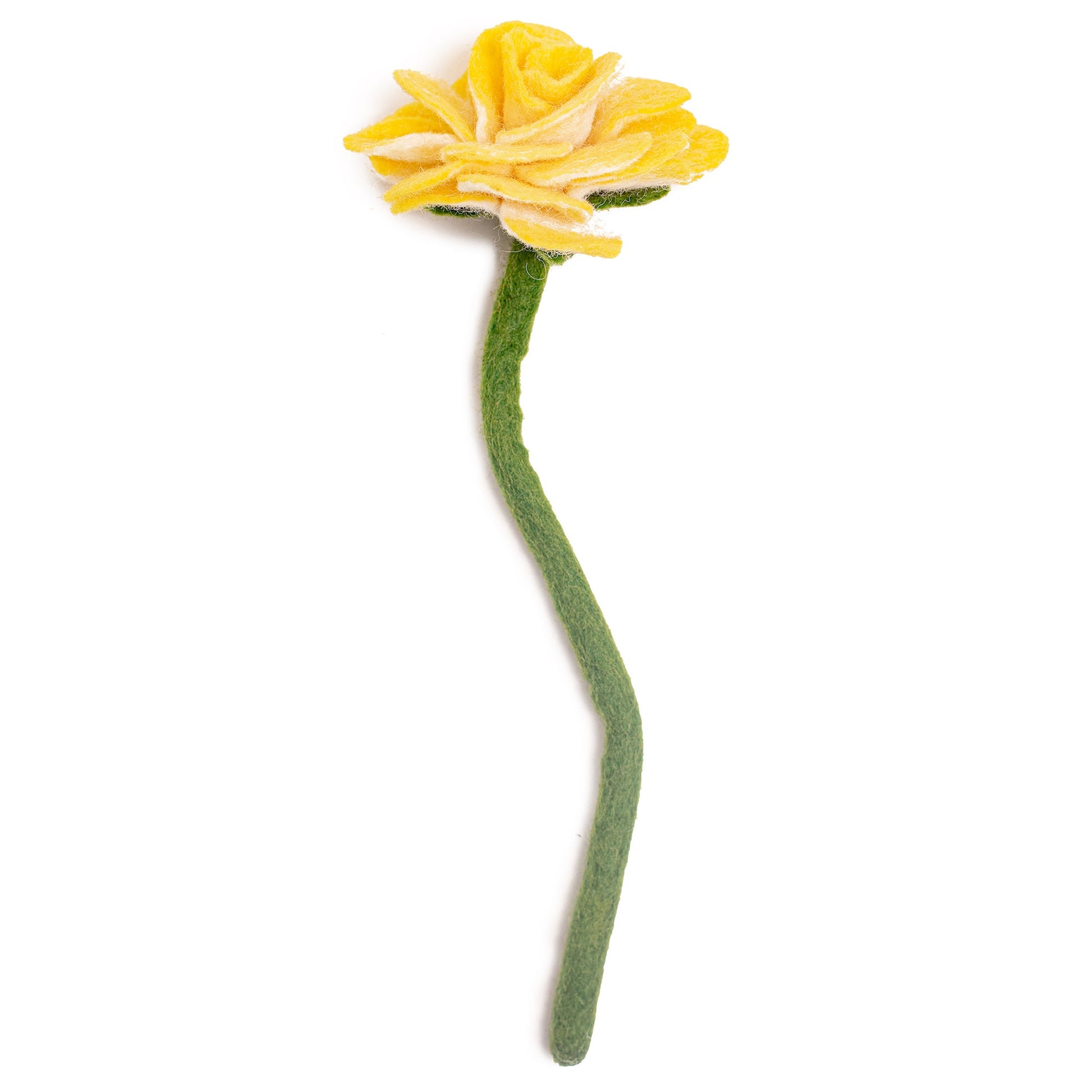 Side view of yellow felt Ranunculus flower.