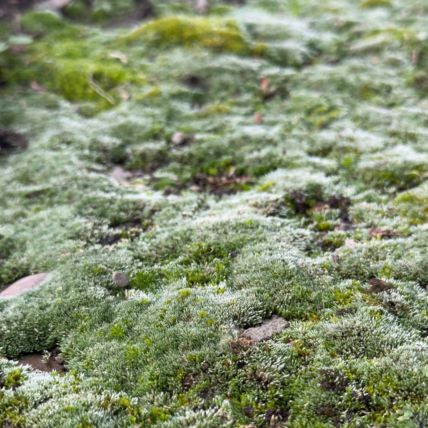 Green moss, the inspiration for beaded green glass tassel earrings.