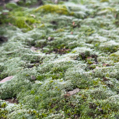 Green moss, the inspiration for beaded green glass tassel earrings.