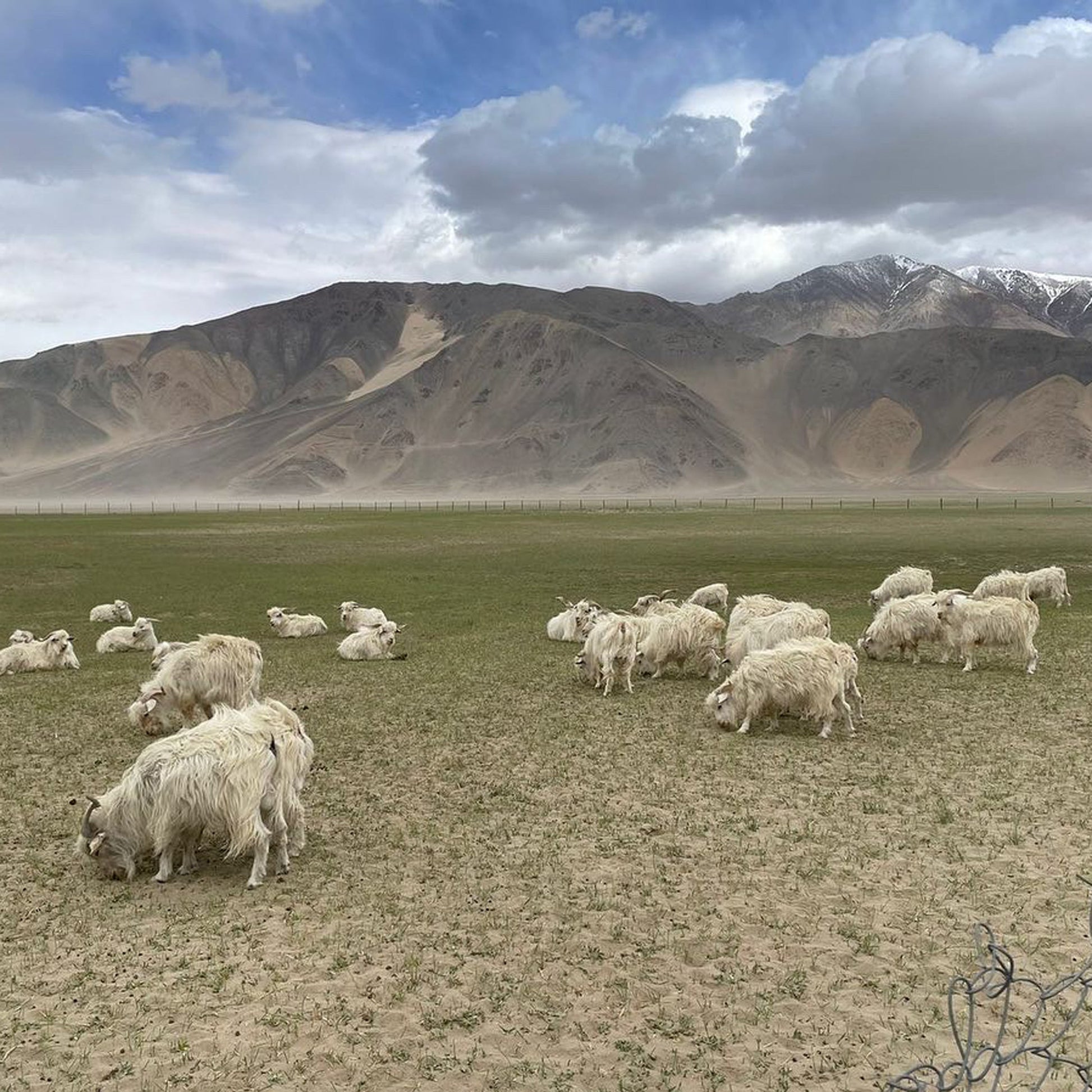 Sheep graing in a field with mountains in the background.