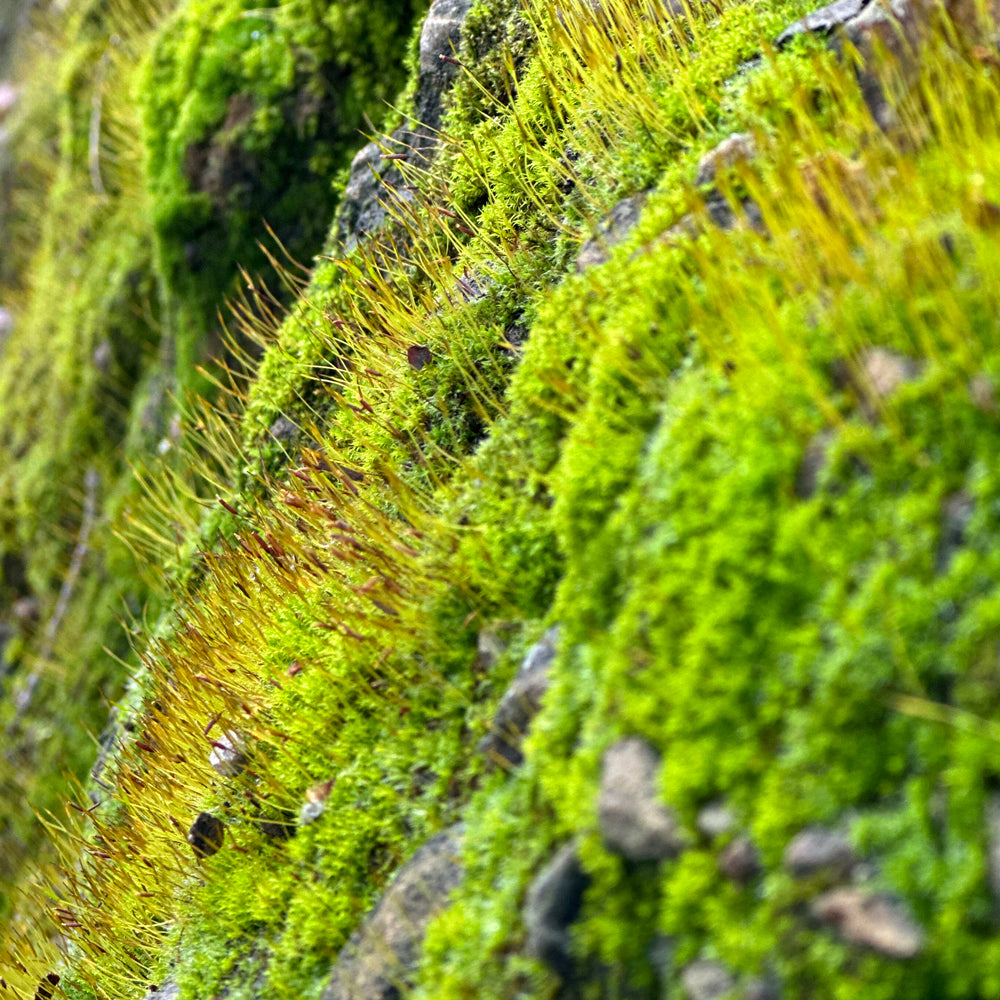 Green moss, the inspiration behind beaded green glass tassel earrings.